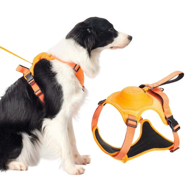 Comfy Walk Harness & Leash